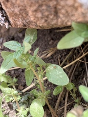 Parietaria pensylvanica