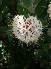 Pimelea ligustrina ciliata