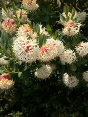 Pimelea ligustrina ciliata