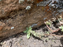 Parietaria pensylvanica