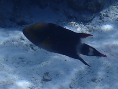 Cheilinus trilobatus