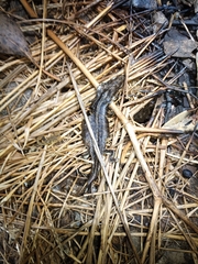 Trachylepis capensis