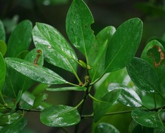 Rhizophoraceae