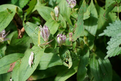 Tricyrtis hirta