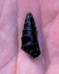 Pleurocera pyrenella