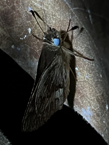 Woodland Skipper, Sonoma County, CA, USA, photo 9 of 10