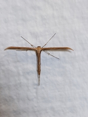 Emmelina monodactyla