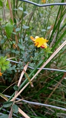 Pultenaea