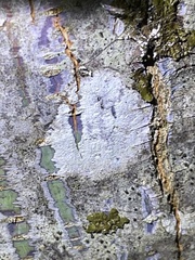 Lecanora
