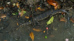 Varanus salvator macromaculatus