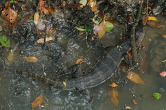 Varanus salvator macromaculatus