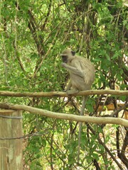 Chlorocebus cynosuros
