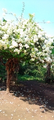 Bougainvillea