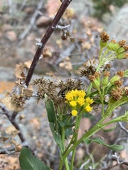 Senecio rapifolius