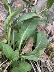 Senecio rapifolius