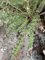 Polemonium brandegeei