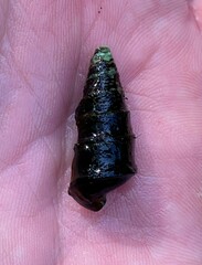 Pleurocera pyrenella