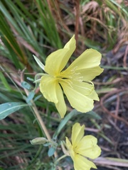 Oenothera elata
