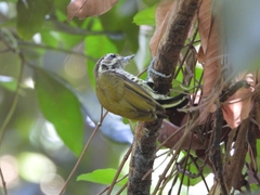 Picumnus innominatus