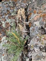 Polemonium brandegeei