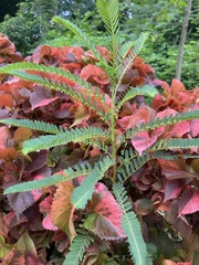 Phyllanthus urinaria