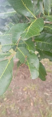 Nephrotoma australasiae
