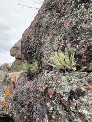 Polemonium brandegeei