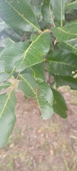 Nephrotoma australasiae
