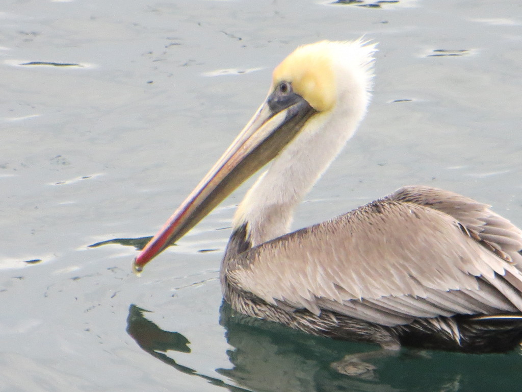 Brown Pelican (California)