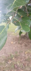 Nephrotoma australasiae