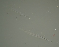 Zenarchopterus buffonis