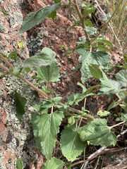 Brickellia grandiflora