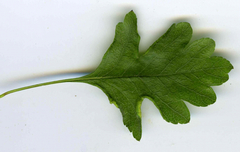 Phyllocoptes goniothorax