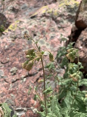 Brickellia grandiflora
