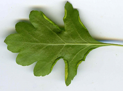 Phyllocoptes goniothorax