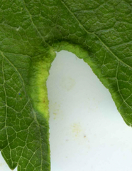 Phyllocoptes goniothorax