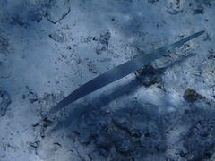 Fistularia commersonii