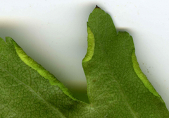 Phyllocoptes goniothorax