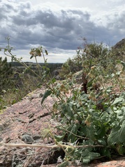 Brickellia grandiflora