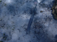 Fistularia commersonii