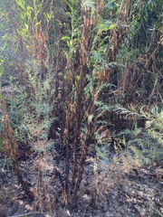 Tamarix ramosissima