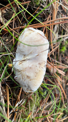 Hypomyces hyalinus