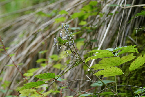 Clematis stans, photograph 5