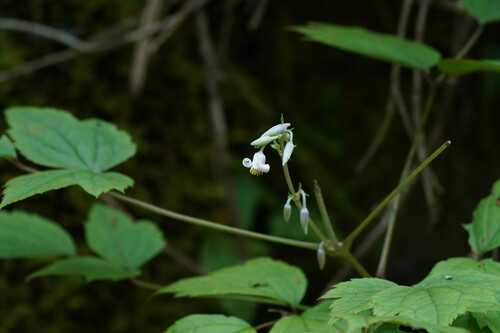Clematis stans, photograph 4