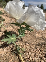 Argemone polyanthemos