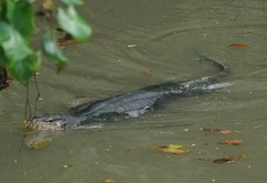 Varanus salvator macromaculatus