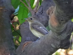 Ficedula zanthopygia