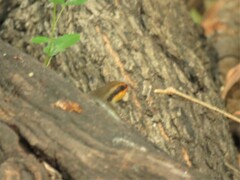 Trachylepis wahlbergii
