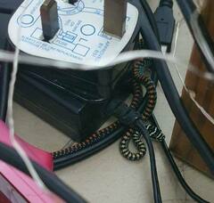 Chrysopelea paradisi