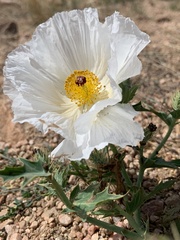 Argemone polyanthemos